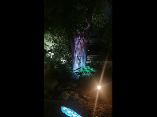 3D Mapping投影-神樹蘇醒-蘇州好奇數字科技有限公司